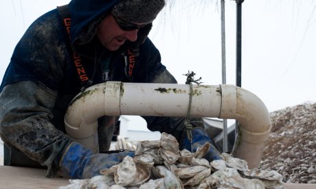 A man working with oysters near a watershed