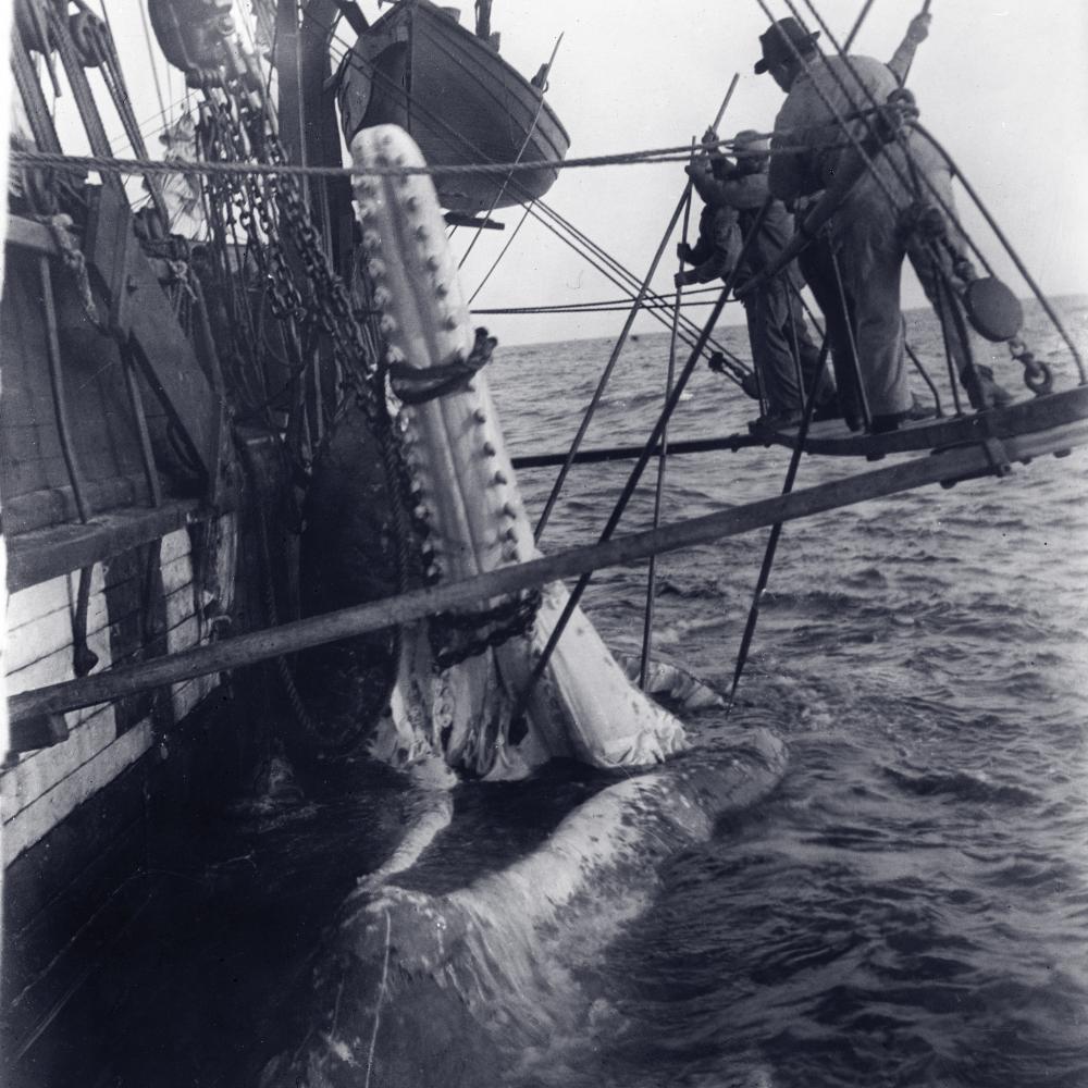 Black and white photo of two men suspended beside boat, removing a whale's jaw