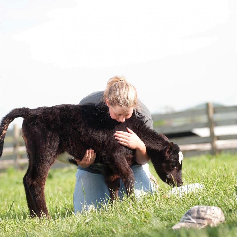 Student holding a black calf, helping it graze