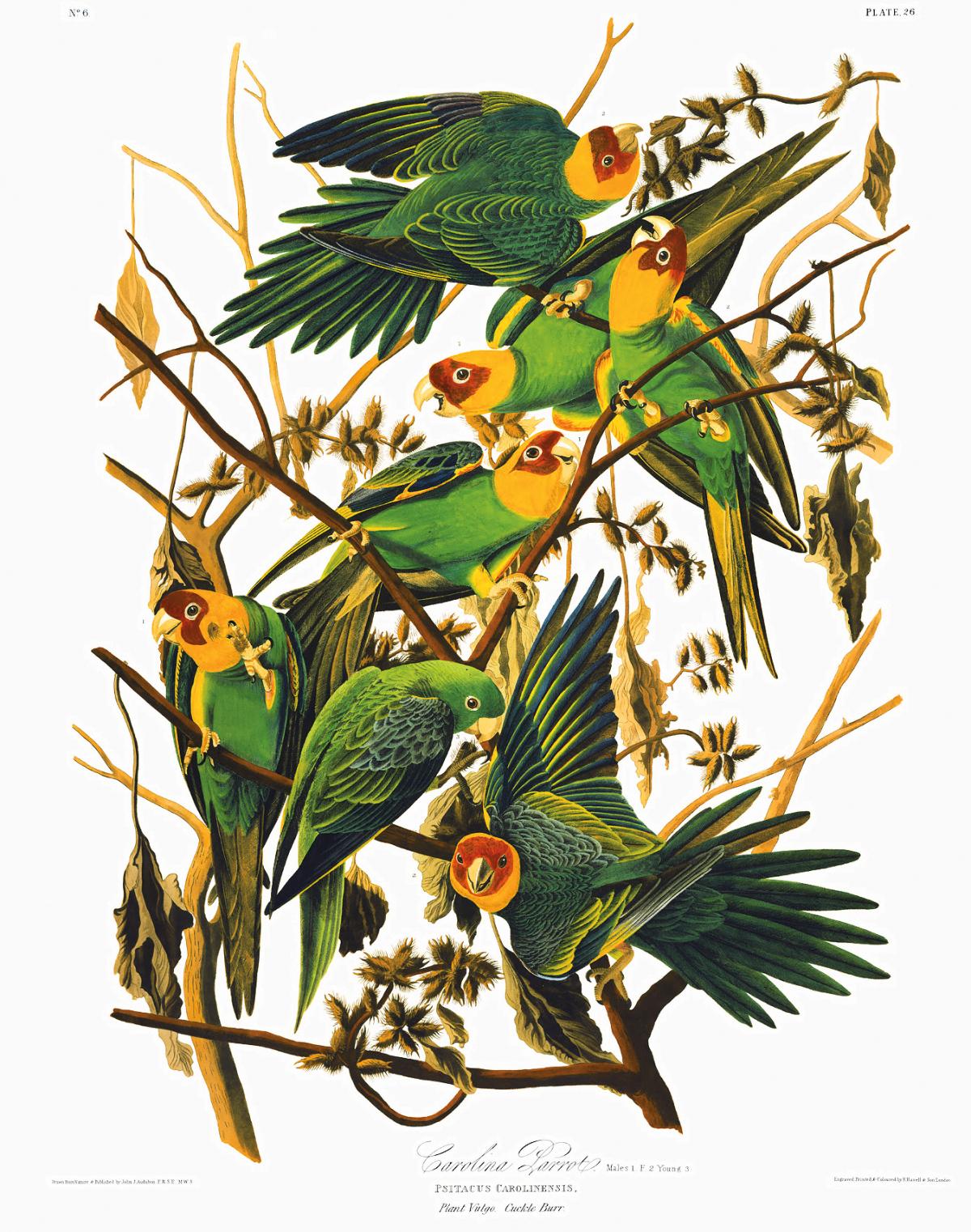 painting of seven green parakeets in various poses