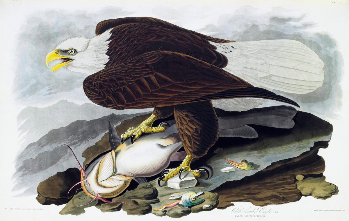 painting of a bald eagle standing on top of a catfish