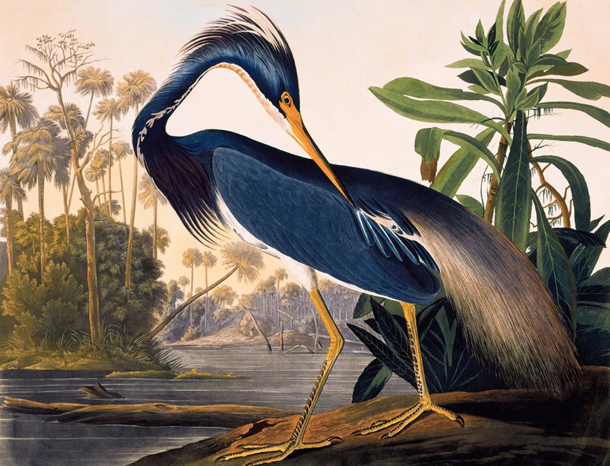 painting of a large blue bird on bank of river