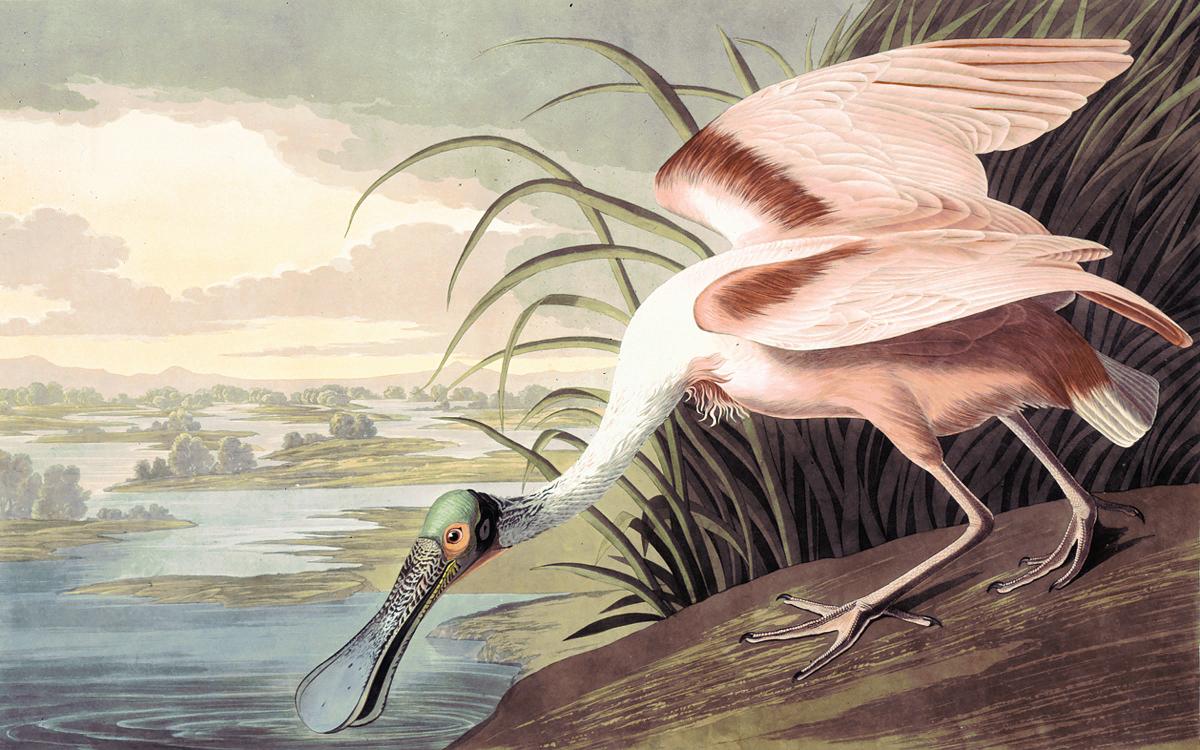 painting of a large pink bird leaning down to drink water