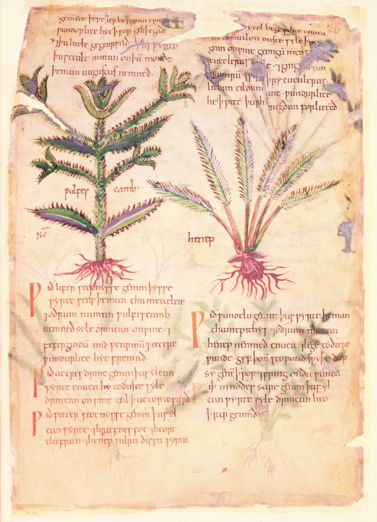 Delicate color drawings of two herbs, captioned with text in red ink