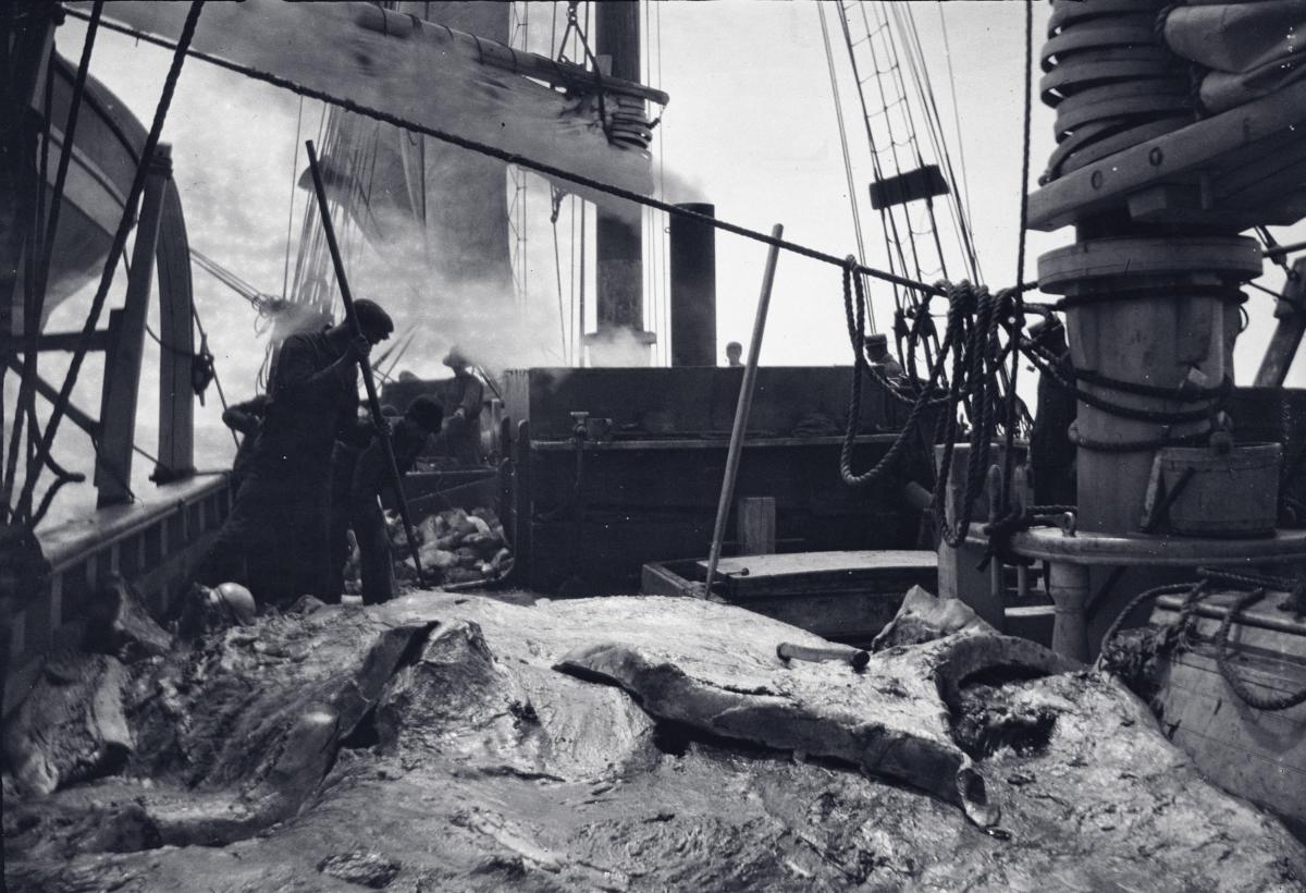 black and white photo of deck of a ship littered with whale matter