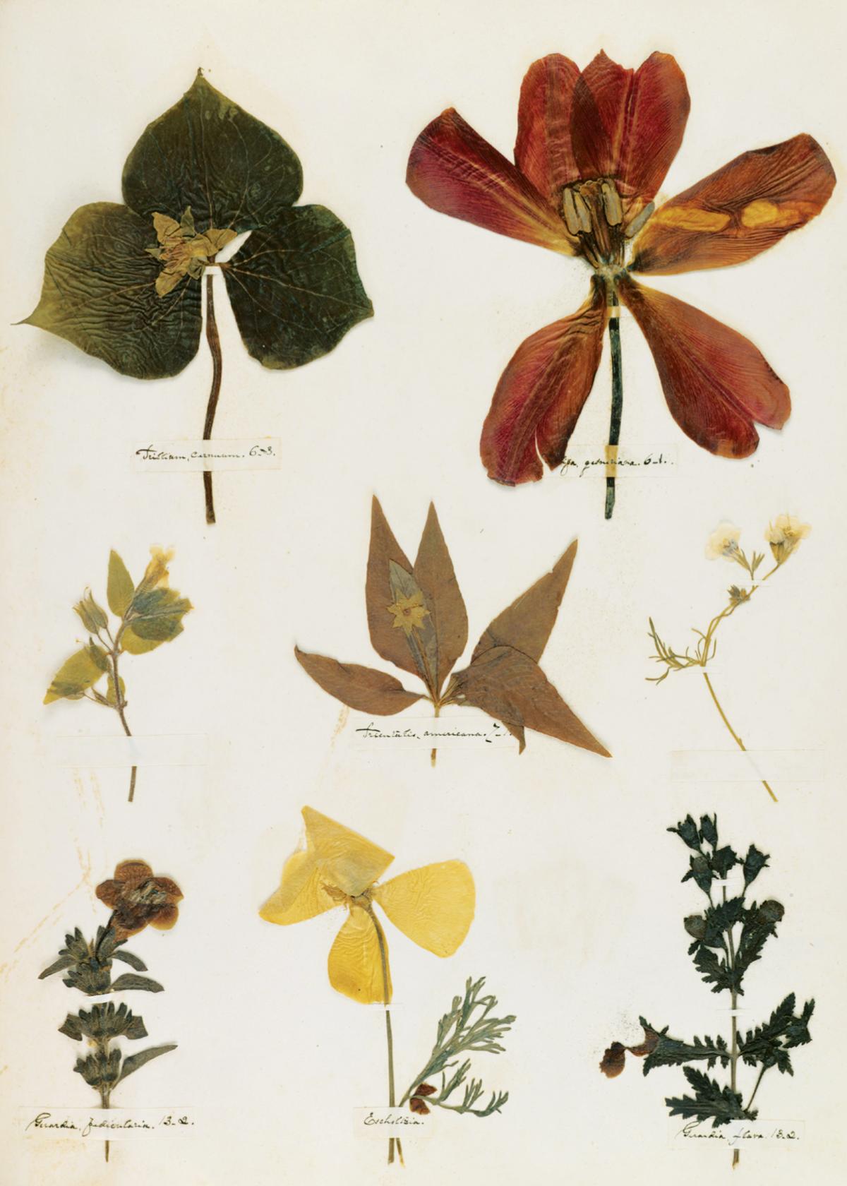 Photograph of pressed flowers