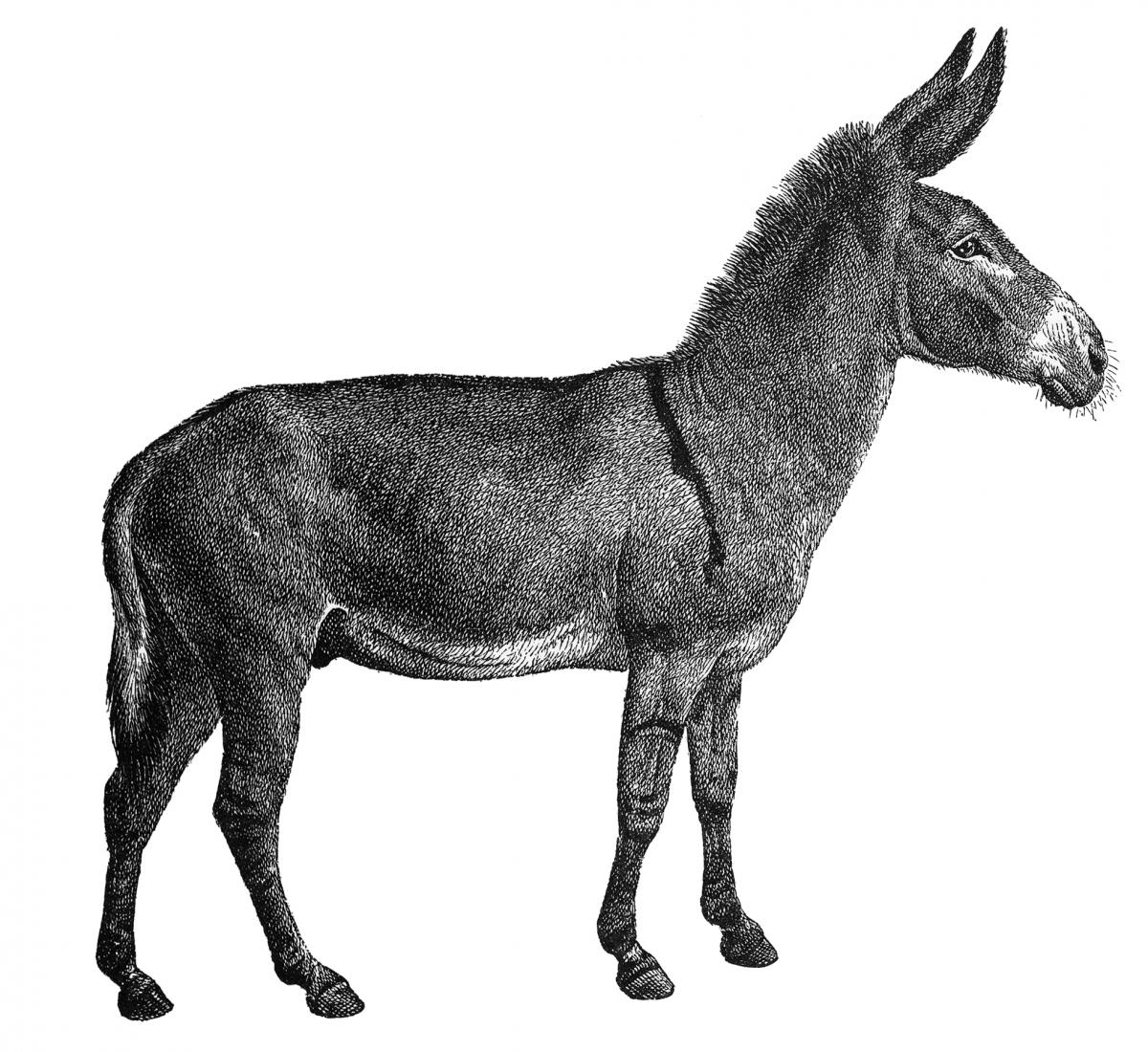 Side view of a gray and white donkey, facing the right