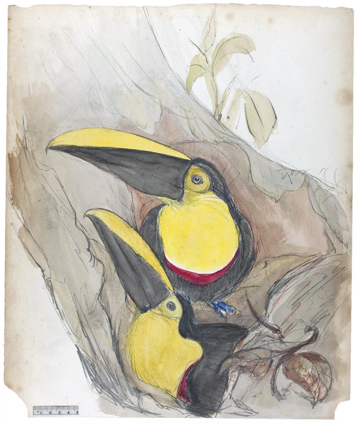 A pair of black and yellow toucans, sitting on a branch