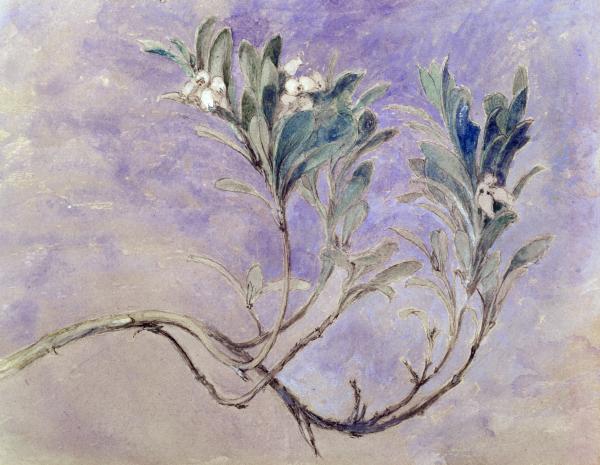 Painting of a branch of myrtle tree