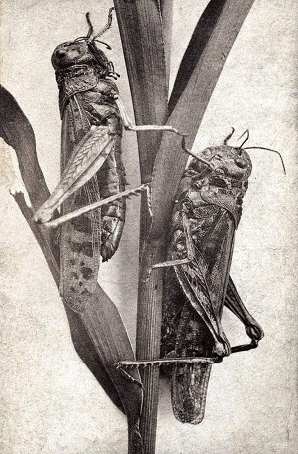 Two thick-bodied locusts clinging hungrily to a stalk.