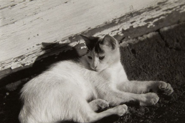 Gelatin silver print of a light colored cat with dark spots on its head laying on a asphalt roofing material, wooden siding with white peeling paint; the cat casts a shadow between the two surfaces; the legs and feet of the cat face the direction of viewer right while its head is turned looking down in the direction of viewer left 