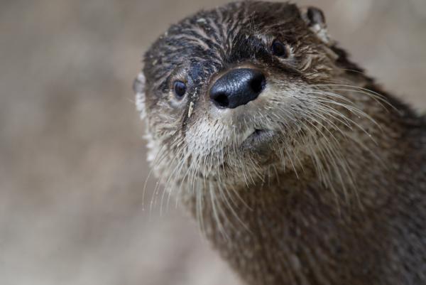 A North American river otter peers into the camera from offstage.