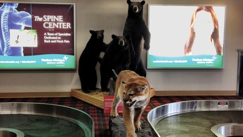 A baggage claim conveyor belt with a stuffed cougar on it.