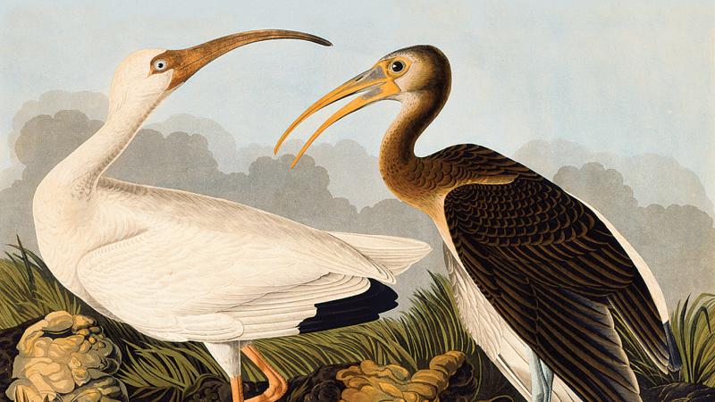 painting of two ibises with craned necks