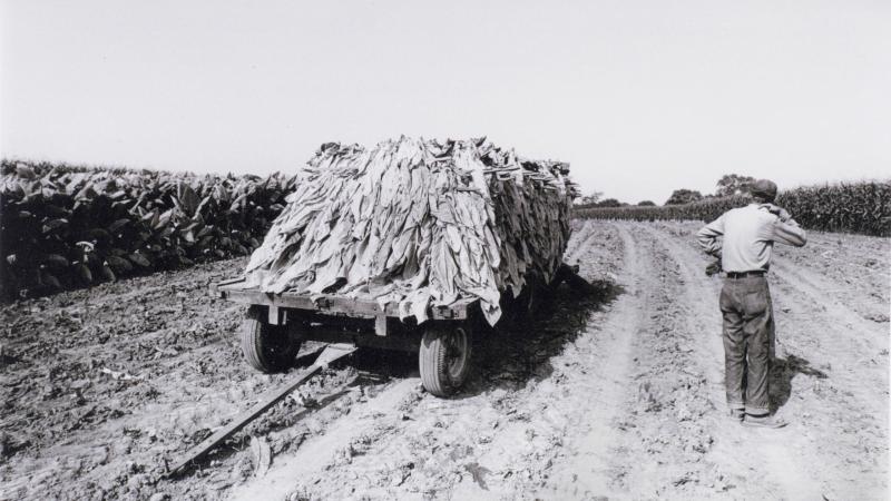 Black and white photo of a man standing in a harvested tobacco field, watching a truck loaded with the plant roll by.