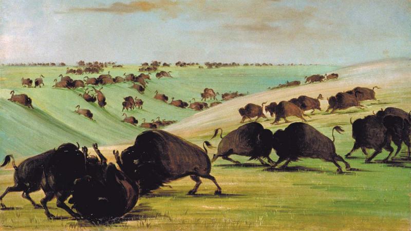 buffalo fighting in rolling hills of green grass