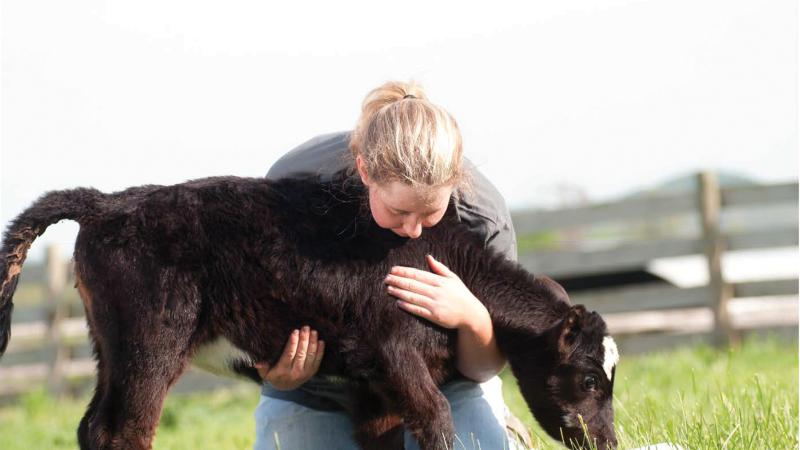 Student holding a black calf, helping it graze