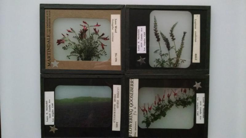 Lustin E. Martindale Collection: Hand-tinted Glass Slides