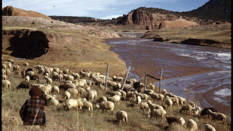 Sheep herding on the Navajo reservation
