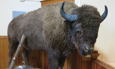 The Bison: The Yellowstone Gateway Museum encourages safe selfies.