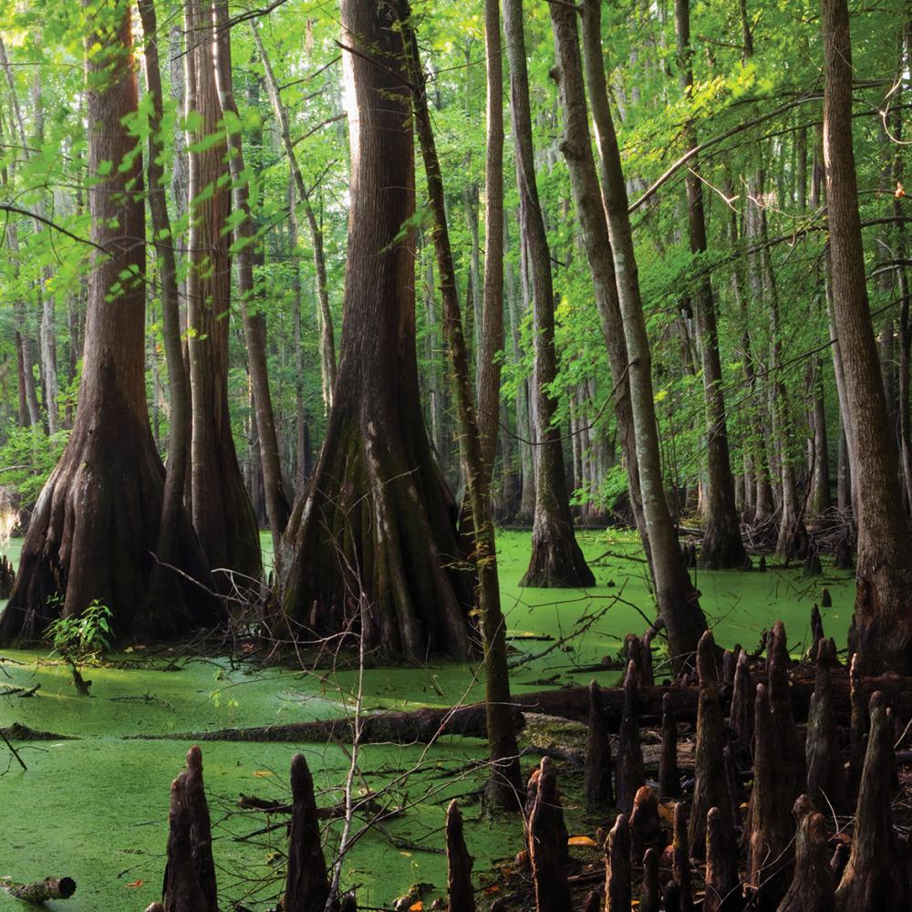 Photo of a swampy area with tall trees and mangroves.