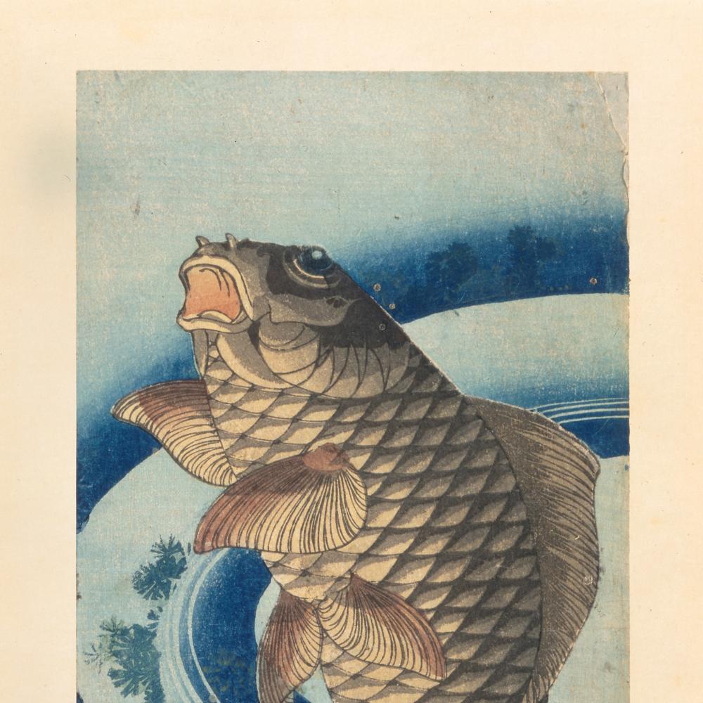 A brown scaled carp swims upward, surrounded by swirling dark blue lines