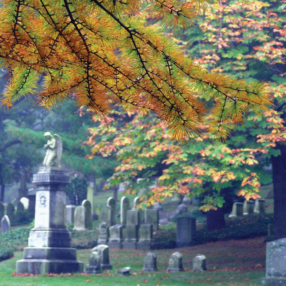 Photograph of cemetery with overhanging trees
