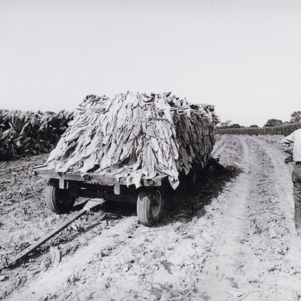 Black and white photo of a man standing in a harvested tobacco field, watching a truck loaded with the plant roll by.