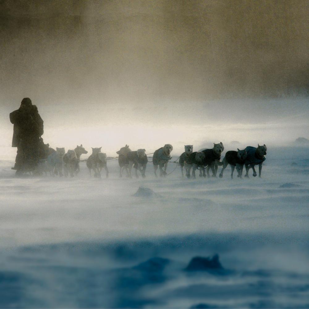 Wide photograph of sled dogs