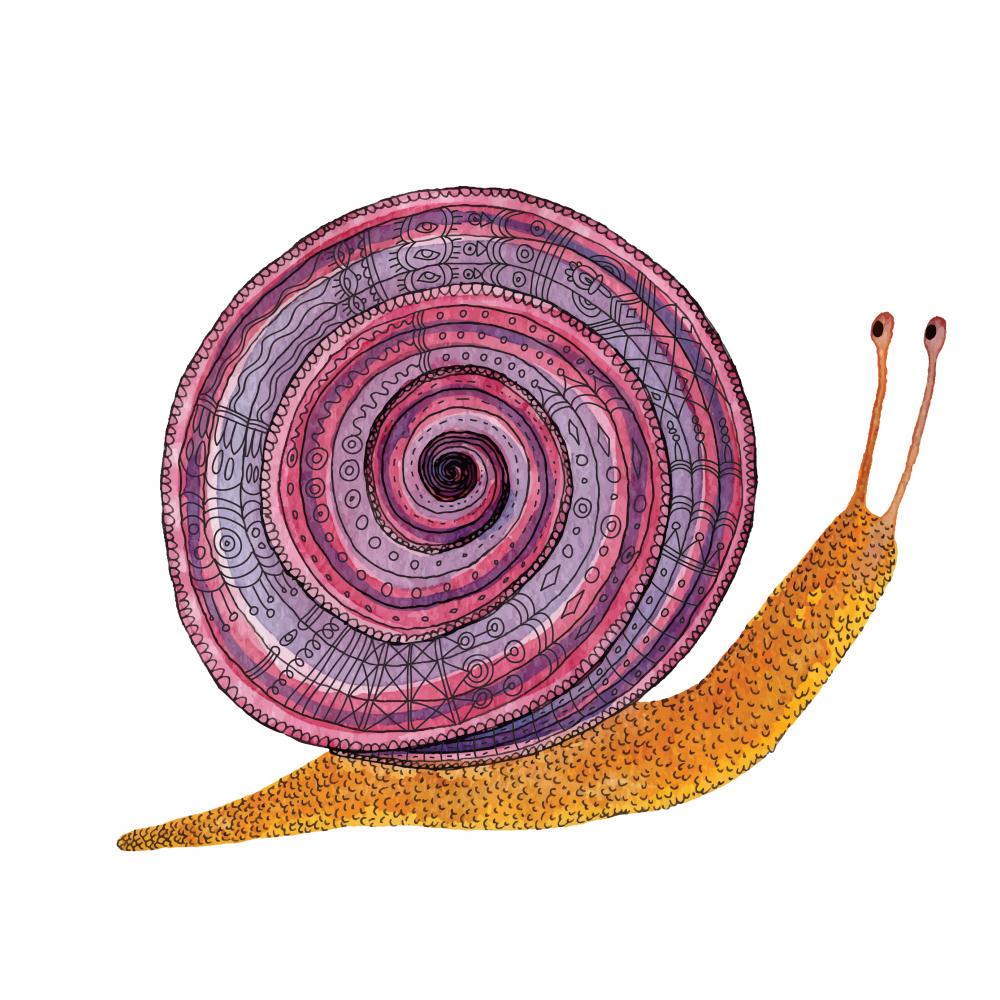 drawing of a snail with a purple and pink, spiral-patterned shell