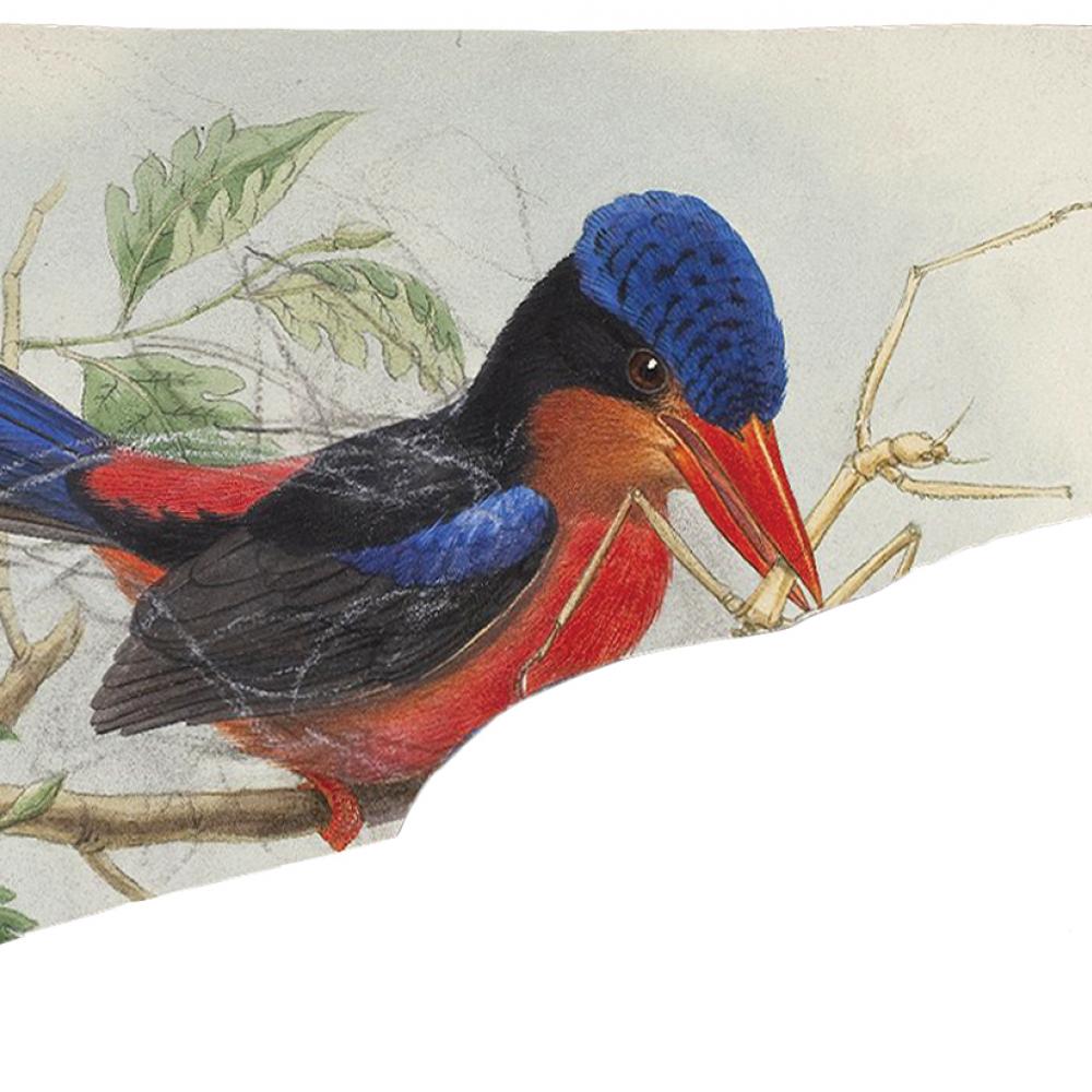 Blue and red kingfisher, with an insect in its beak