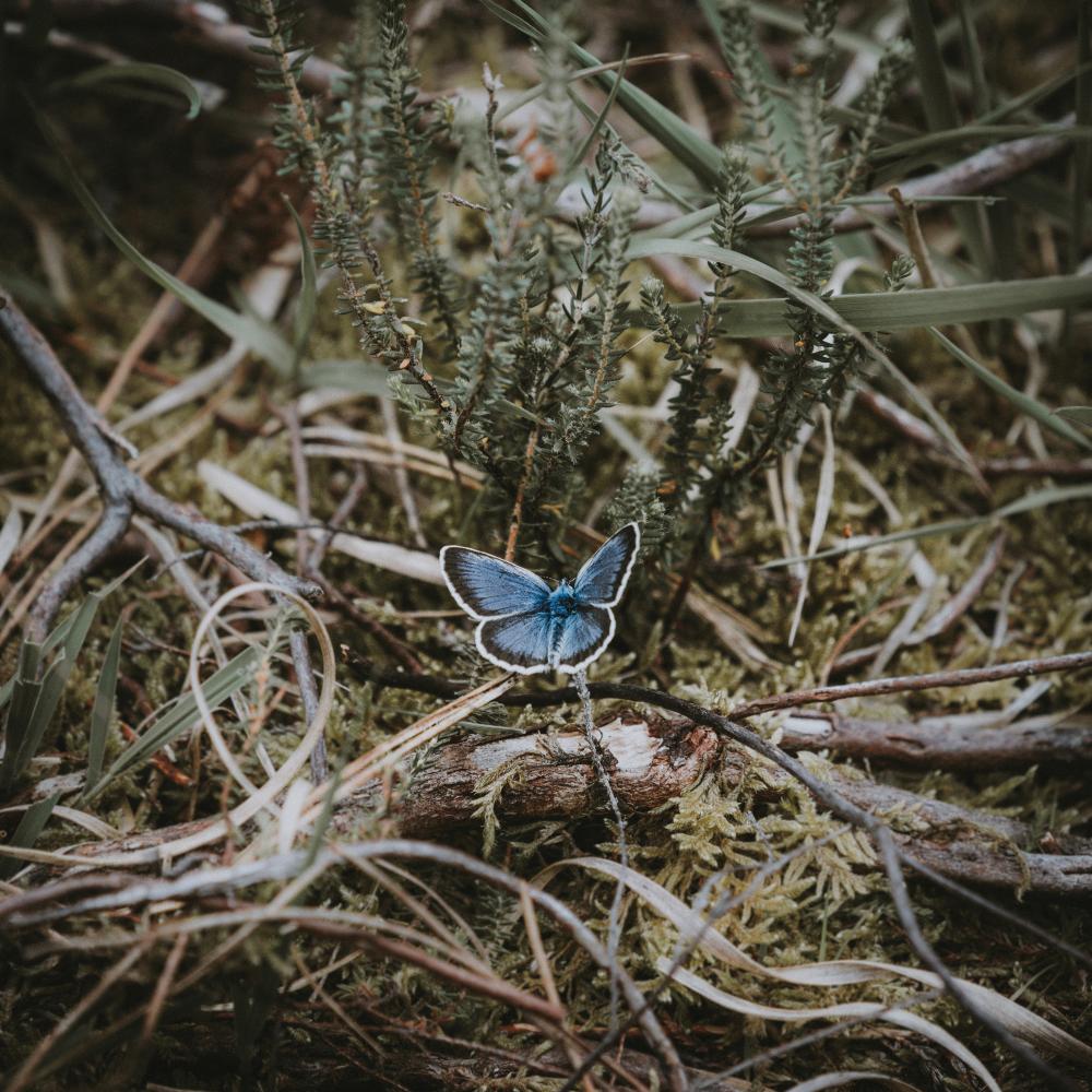 Butterfly in bush