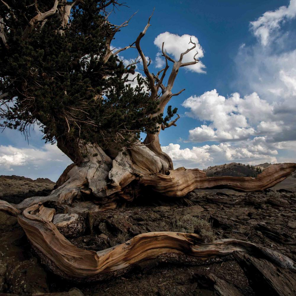 The bristlecone pine: short, gnarly, and capable of great longevity.