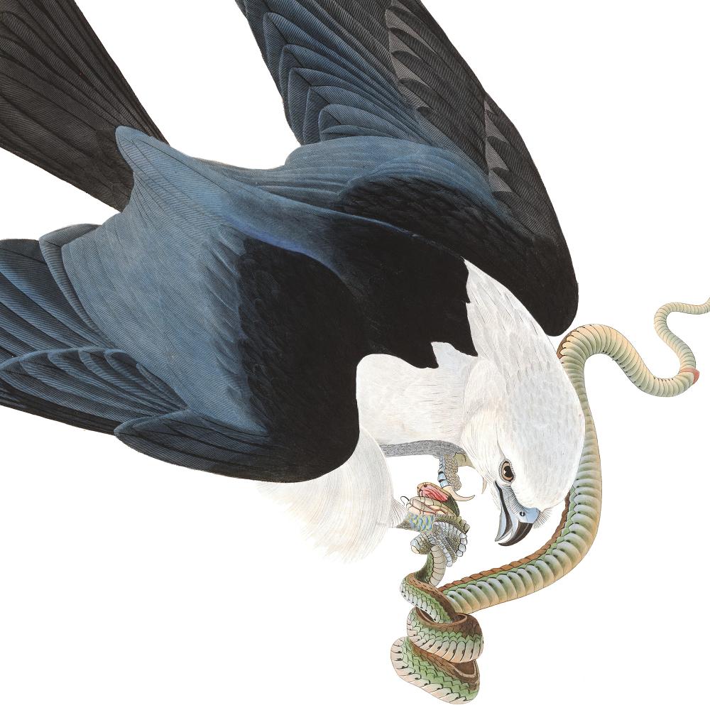Audubon's hawk