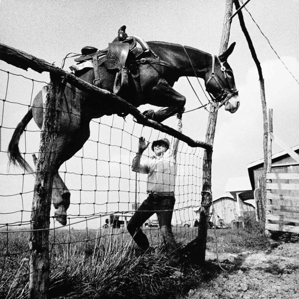 black and white photo of a mule jumping a fence with its trainer.