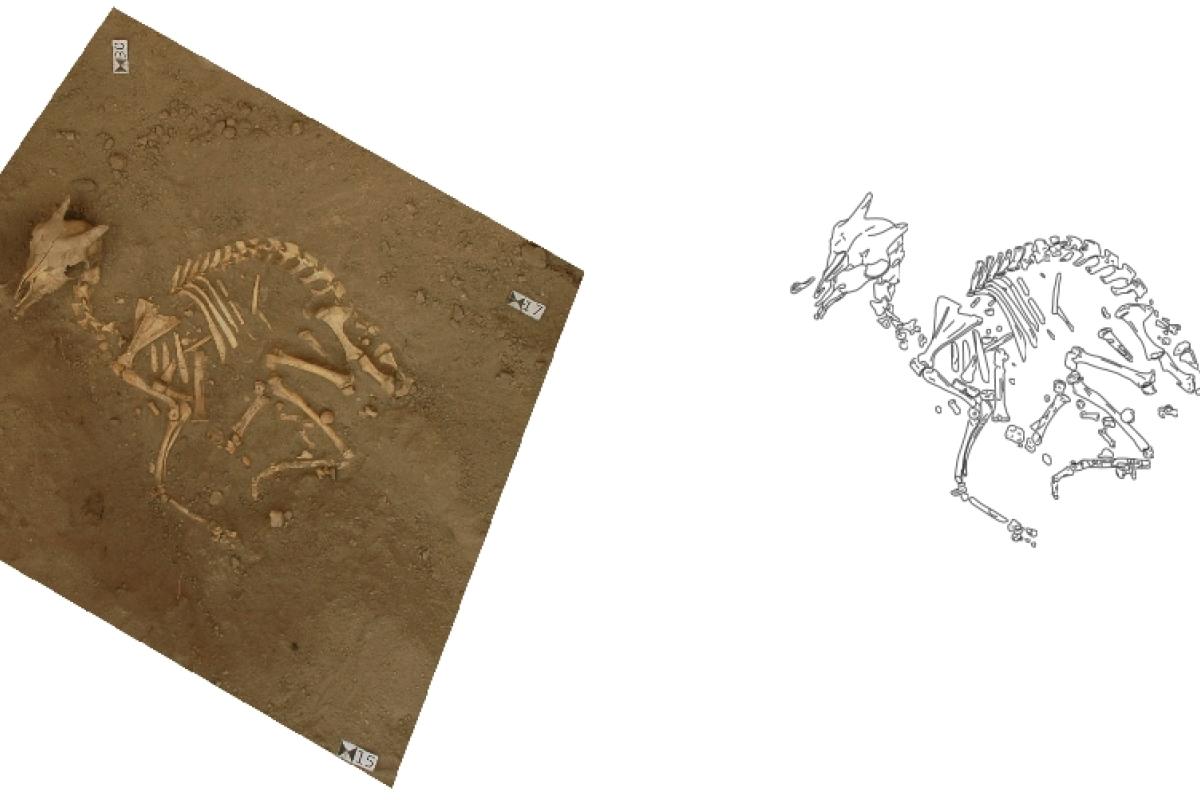 Example of photomapping, used on the skeleton of an aramus