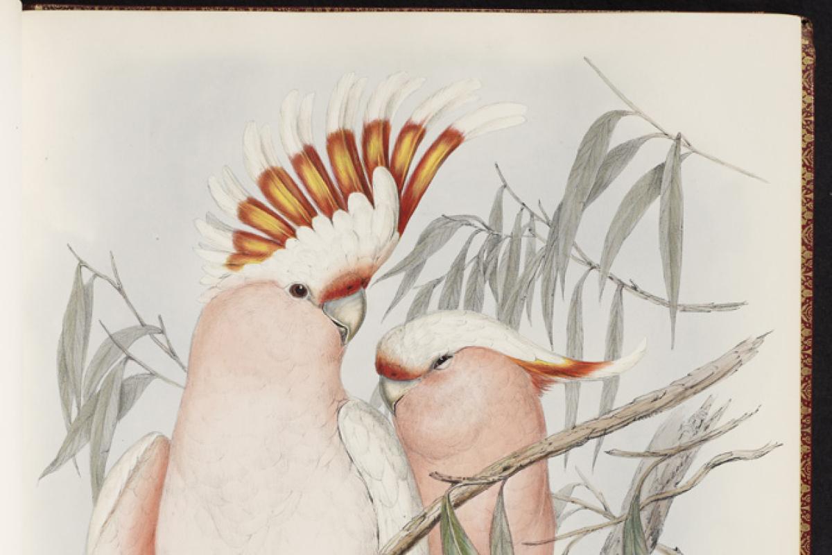Leadbeater’s Cockatoo