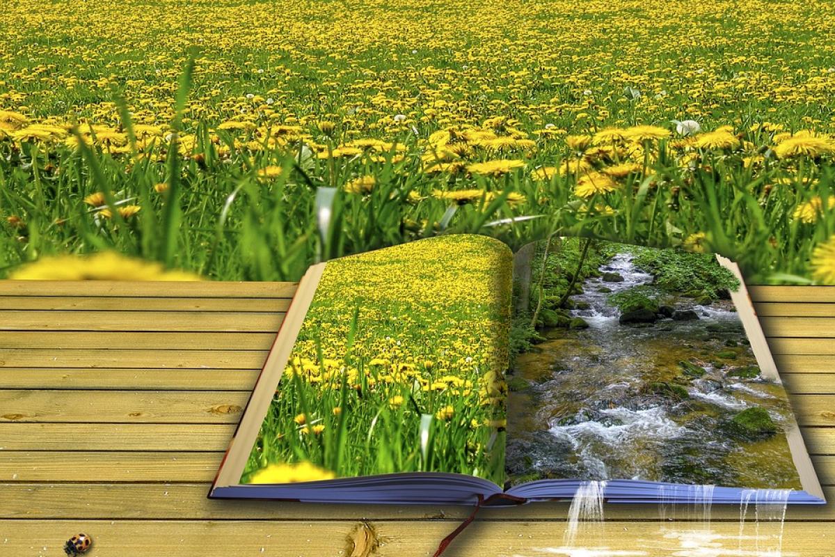 Illustration of an open book in a field of yellow wildflowers