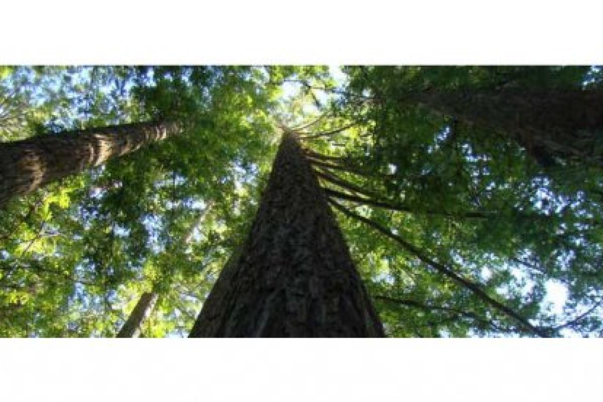 Photograph of tall trees from a bottom-up portrait perspective.