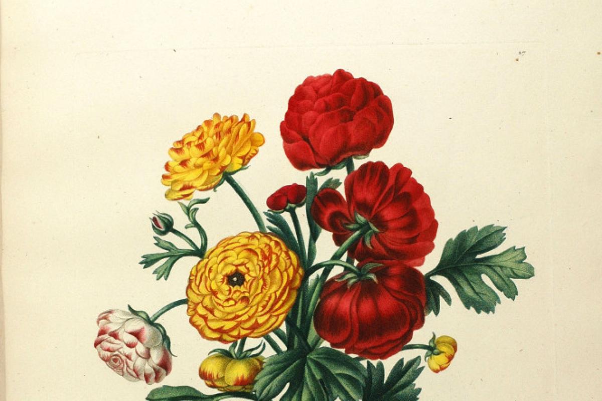 Etudes de Fleurs et de Fruits