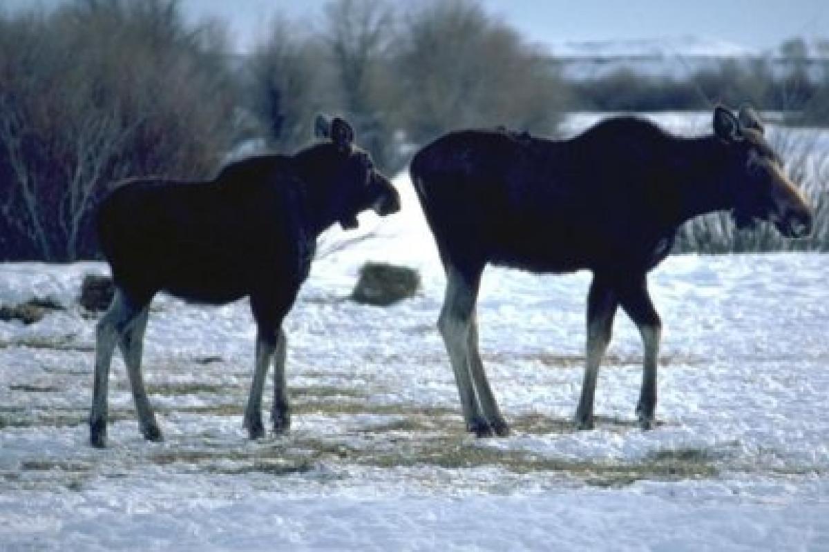 Color photo of two moose walking in a snowy landscape.