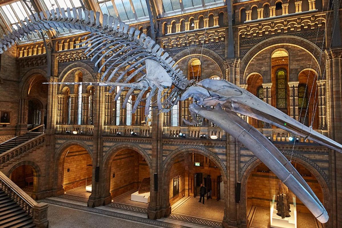 The blue whale skeleton in its new Hintze Hall home
