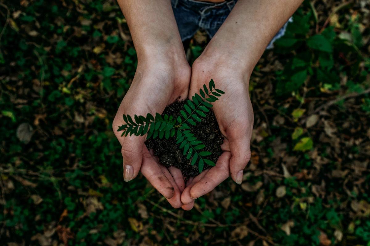 tree in hand