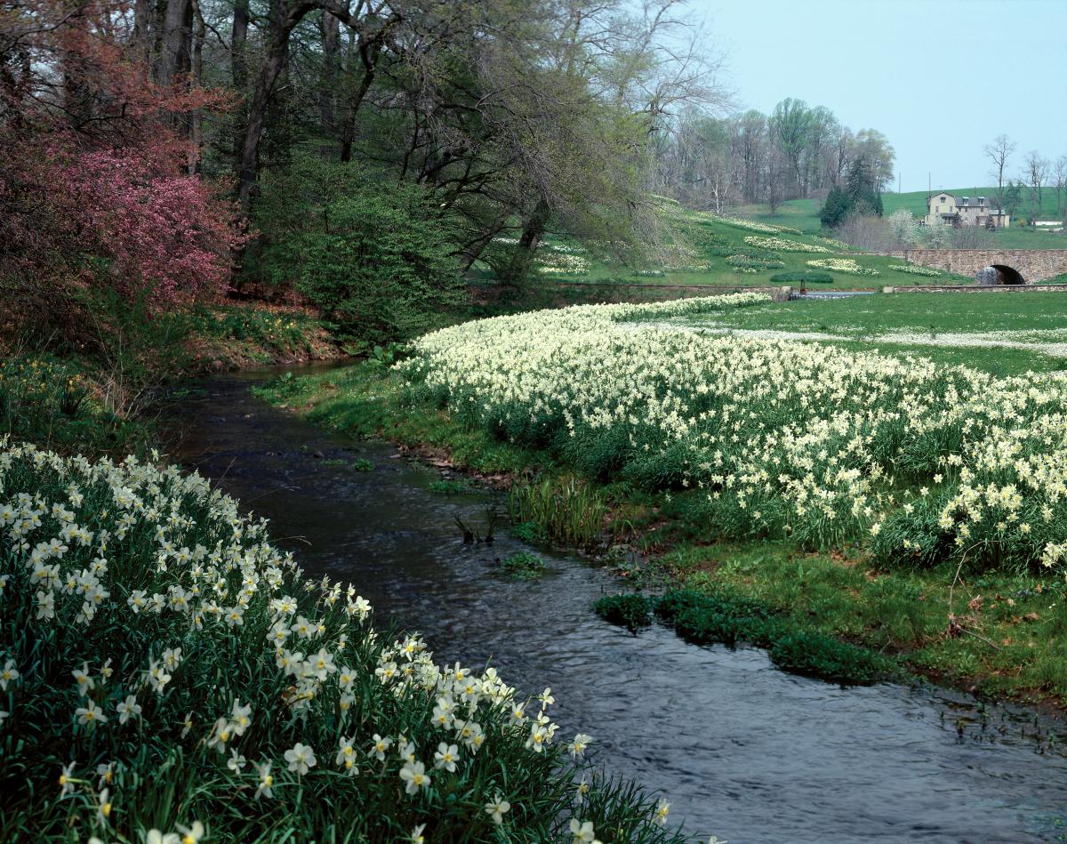 Photograph of a stream bordered by fields of daffodils