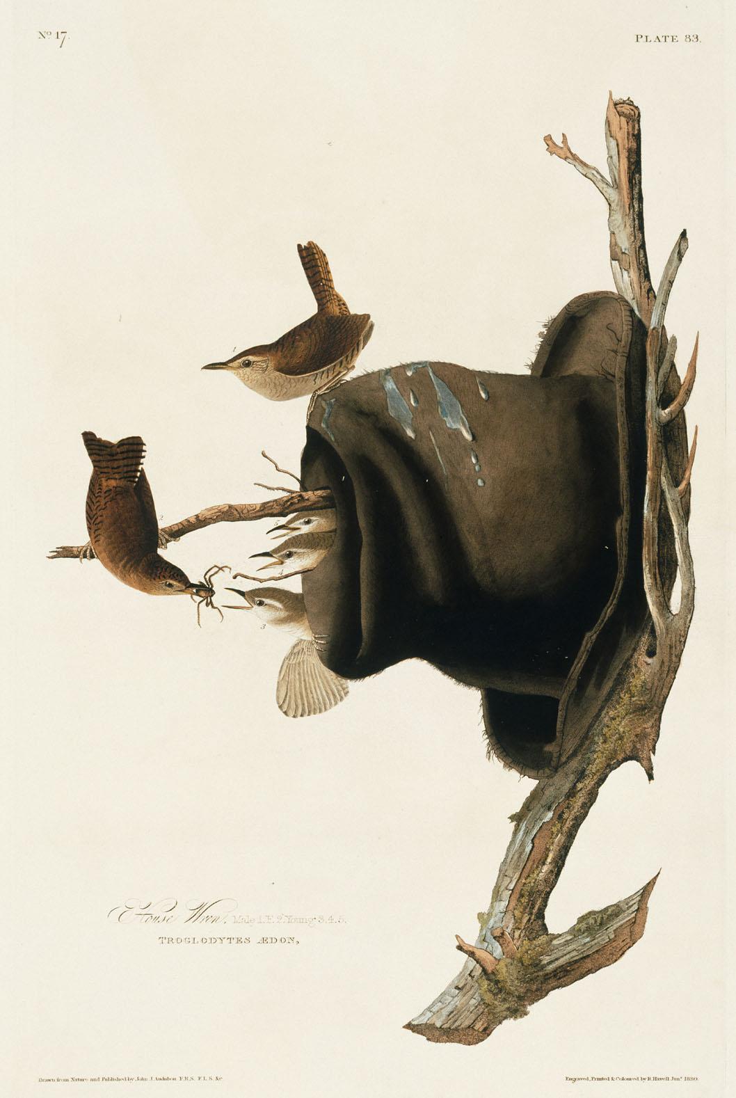 Illustration of several birds nesting in a dress hat.