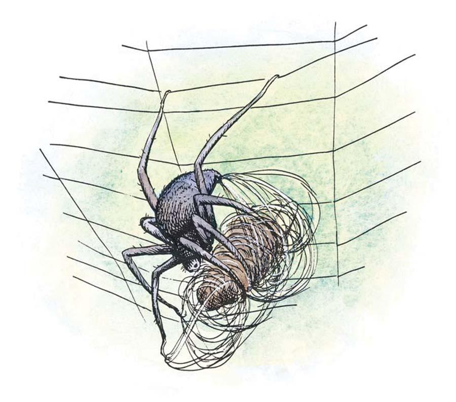Charlotte spins silk in her web