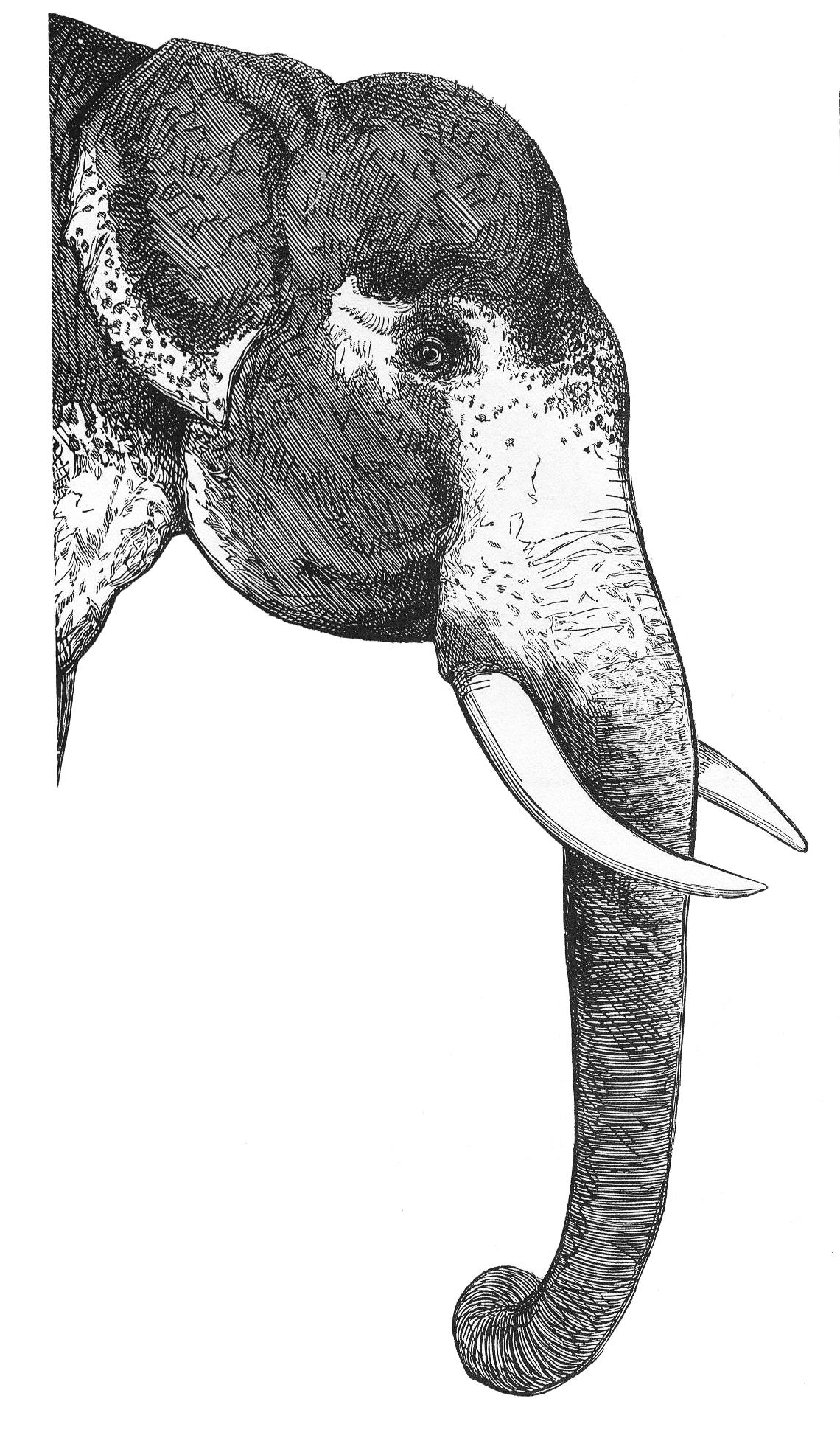 The grey and white head of an elephant, with long trunk and white tusks