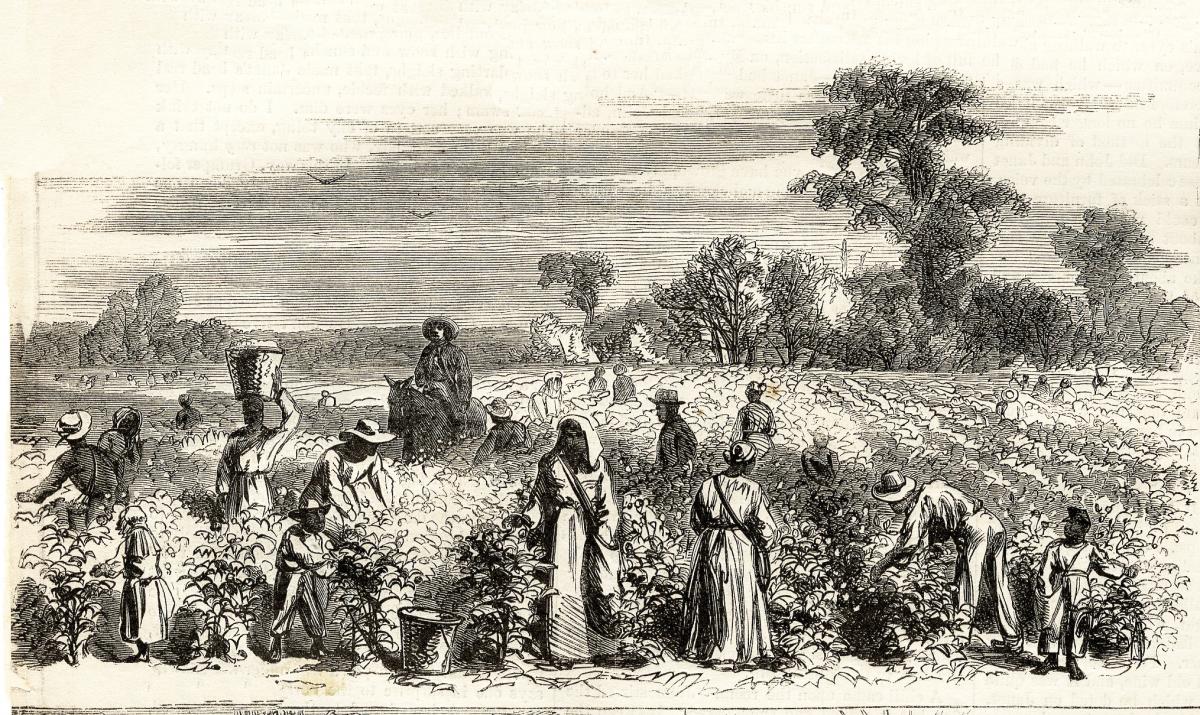 Male and female slaves work at picking cotton in rows, while white overseers on horseback watch