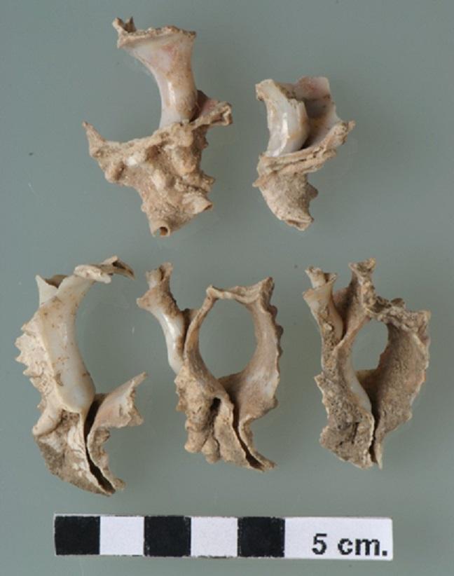 Murex shells found on Mitrou, Greece