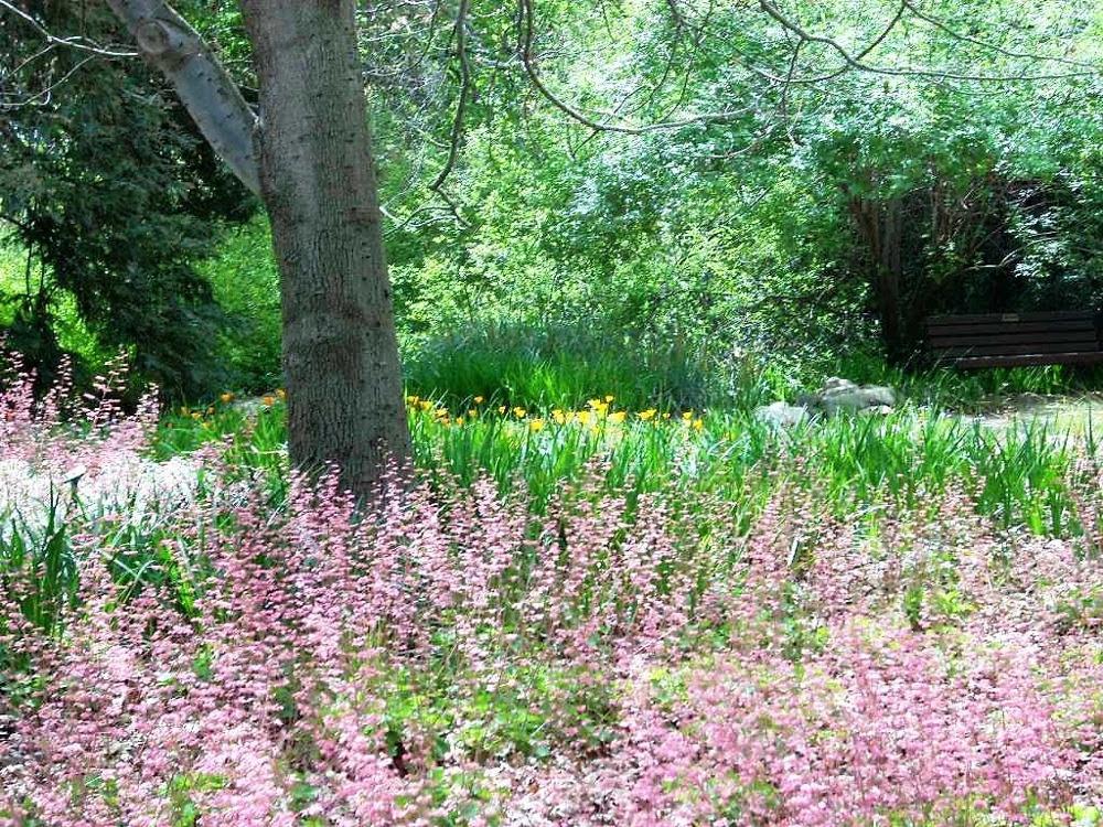 The Rancho Santa Ana Botanic Garden in Claremont, California.